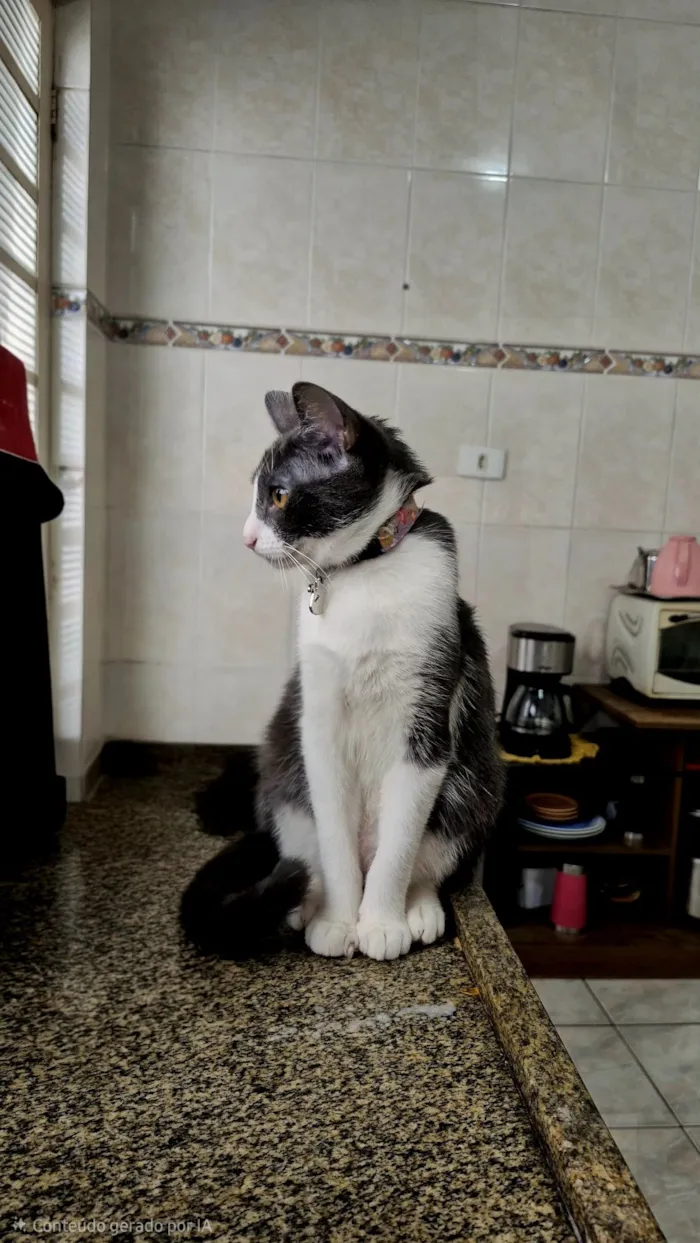 Gato raça SRD-ViraLata idade 2 a 6 meses nome Esdeath