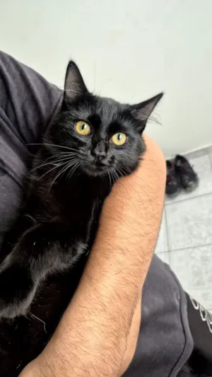 Gato raça SRD-ViraLata idade 2 a 6 meses nome Ravenna