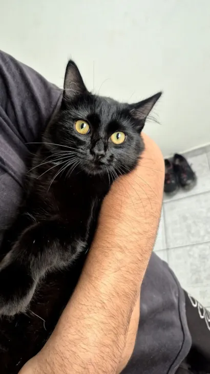 Gato raça SRD-ViraLata idade 2 a 6 meses nome Ravenna