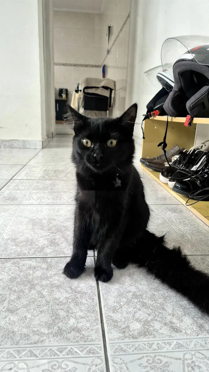 Gato raça SRD-ViraLata idade 2 a 6 meses nome Ravenna