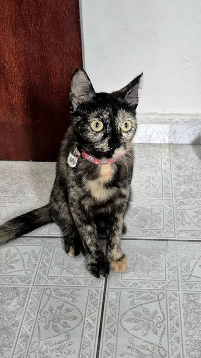 Gato raça SRD-ViraLata idade 2 a 6 meses nome Merida 
