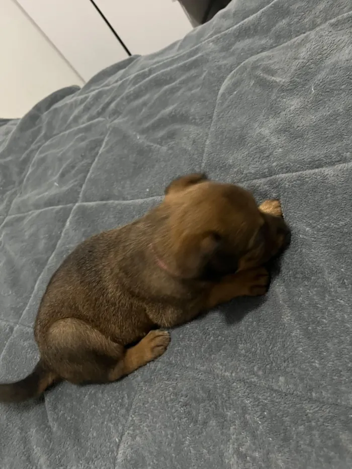 Cachorro raça SRD-ViraLata idade Abaixo de 2 meses nome Íris 