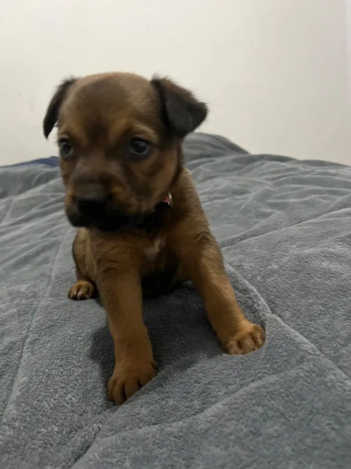 Cachorro raça SRD-ViraLata idade Abaixo de 2 meses nome Íris 