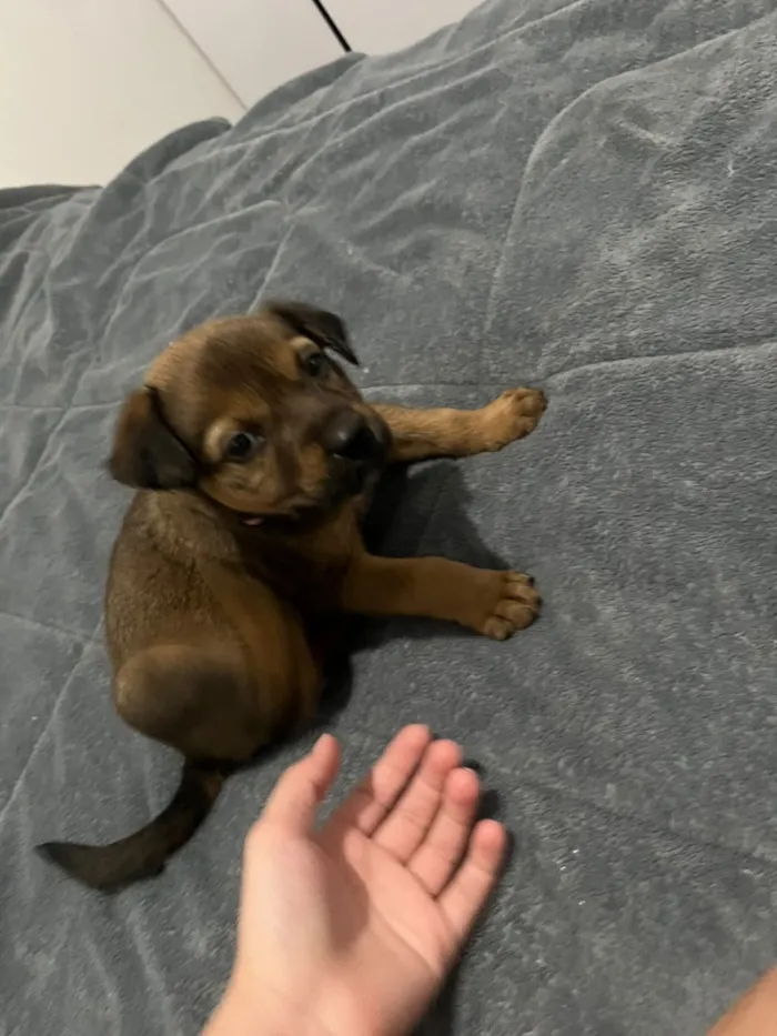 Cachorro raça SRD-ViraLata idade Abaixo de 2 meses nome Íris 