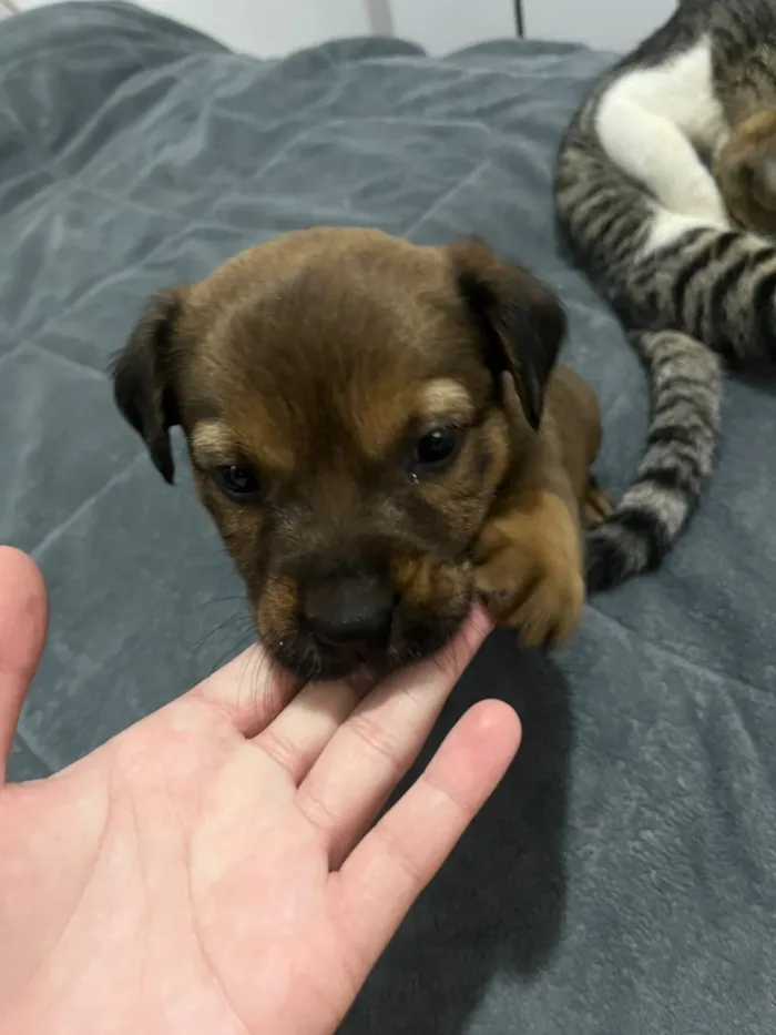 Cachorro raça SRD-ViraLata idade Abaixo de 2 meses nome Íris 
