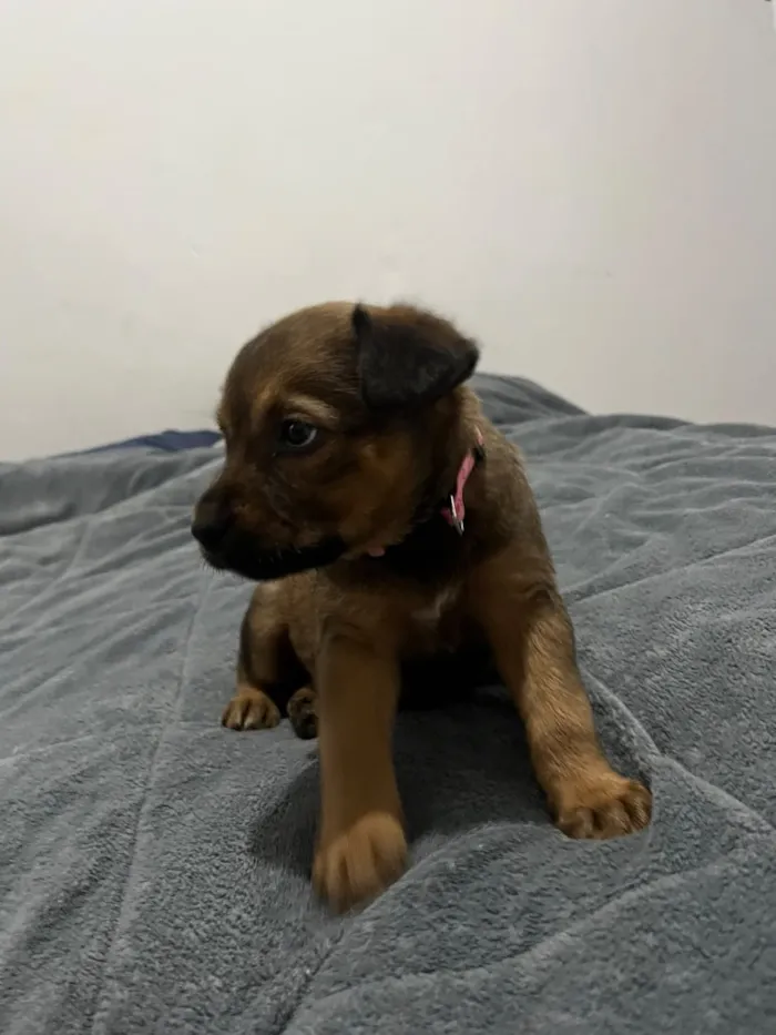 Cachorro raça SRD-ViraLata idade Abaixo de 2 meses nome Íris 