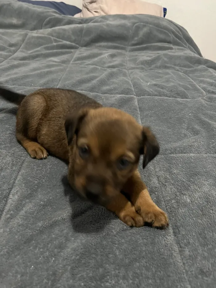 Cachorro raça SRD-ViraLata idade Abaixo de 2 meses nome Íris 
