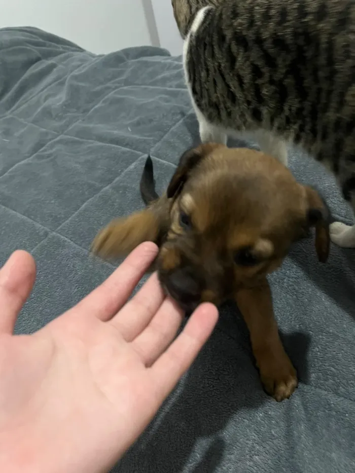 Cachorro raça SRD-ViraLata idade Abaixo de 2 meses nome Íris 