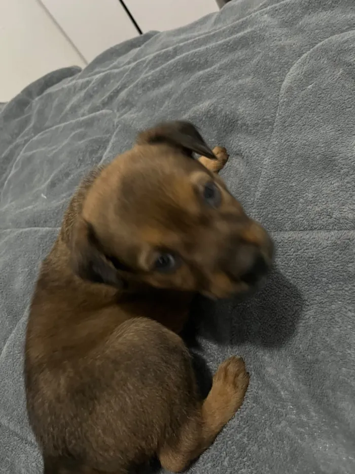 Cachorro raça SRD-ViraLata idade Abaixo de 2 meses nome Íris 