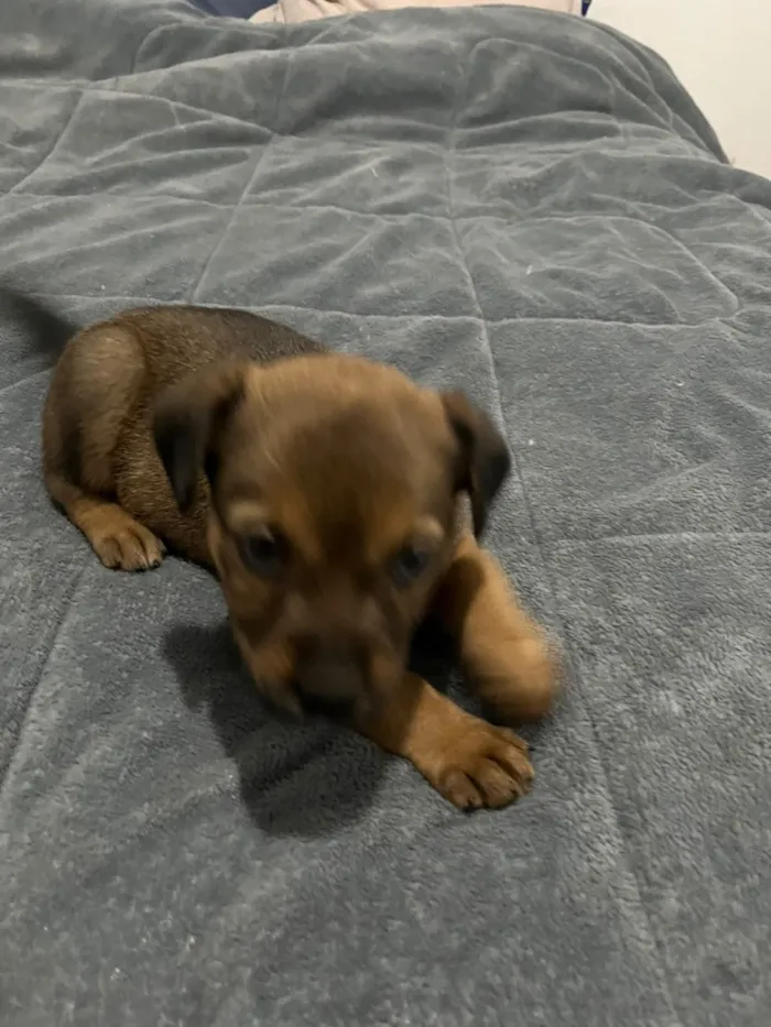 Cachorro raça SRD-ViraLata idade Abaixo de 2 meses nome Íris 