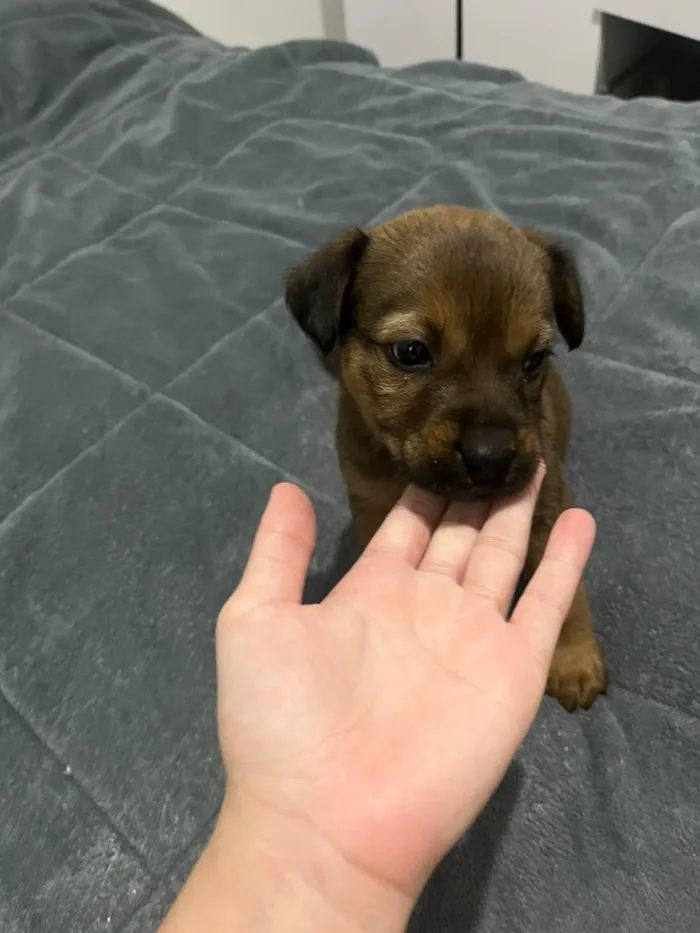 Cachorro raça SRD-ViraLata idade Abaixo de 2 meses nome Íris 