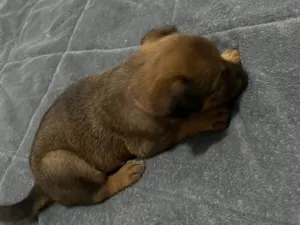 Cachorro raça SRD-ViraLata idade Abaixo de 2 meses nome Íris 