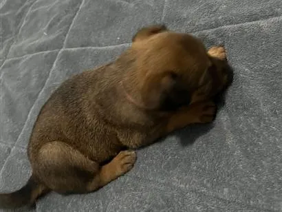 Cachorro raça SRD-ViraLata idade Abaixo de 2 meses nome Íris 