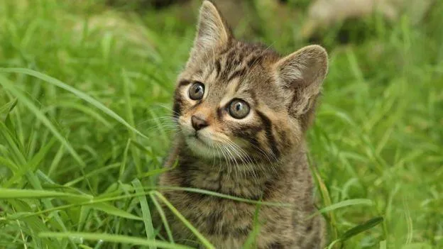 Gato raça SRD-ViraLata idade 2 a 6 meses nome Baxinho