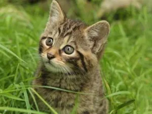 Gato raça SRD-ViraLata idade 2 a 6 meses nome Baxinho