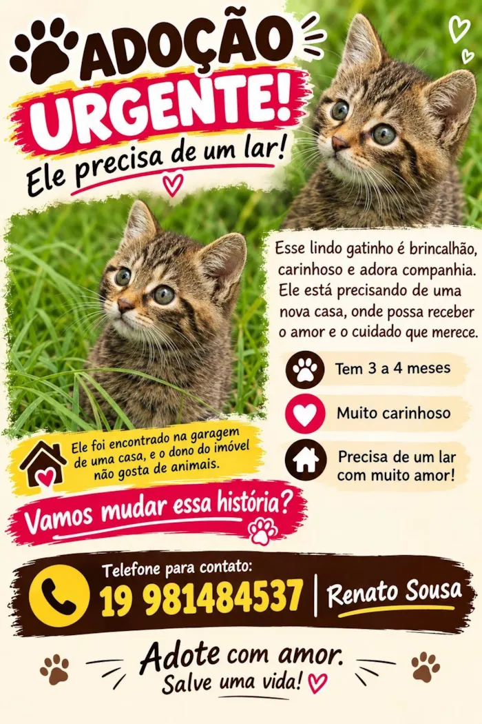 Gato raça SRD-ViraLata idade 2 a 6 meses nome Baxinho