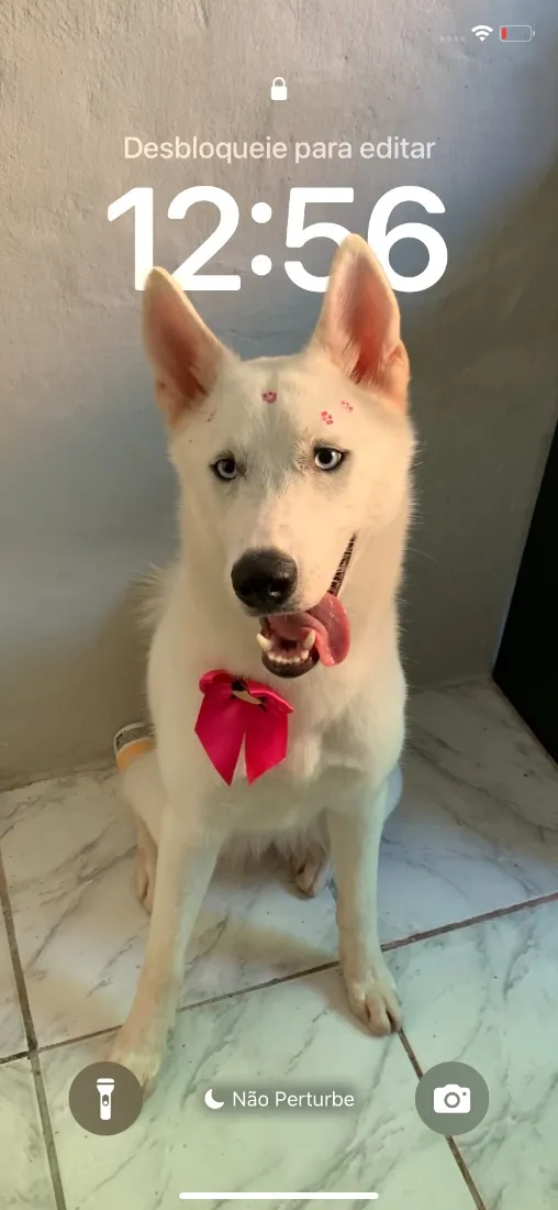 Cachorro raça SRD-ViraLata idade 2 anos nome Safira