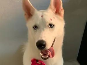 Cachorro raça SRD-ViraLata idade 2 anos nome Safira