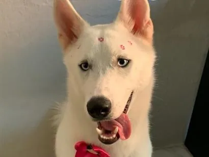 Cachorro raça SRD-ViraLata idade 2 anos nome Safira