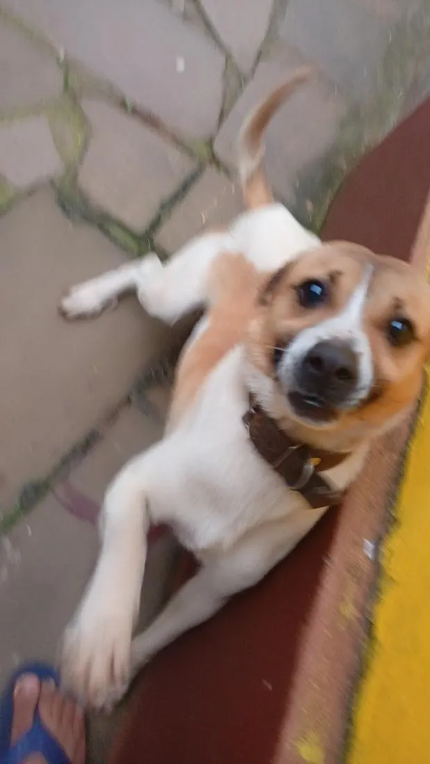 Cachorro raça SRD-ViraLata idade 7 a 11 meses nome pop