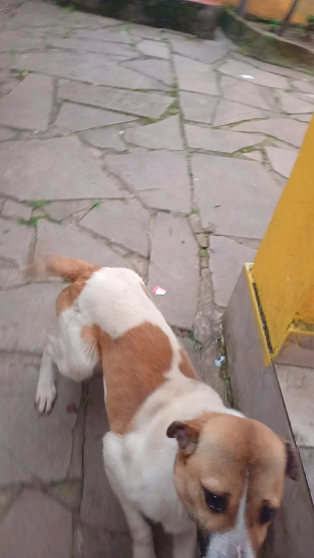 Cachorro raça SRD-ViraLata idade 7 a 11 meses nome pop