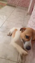 pop