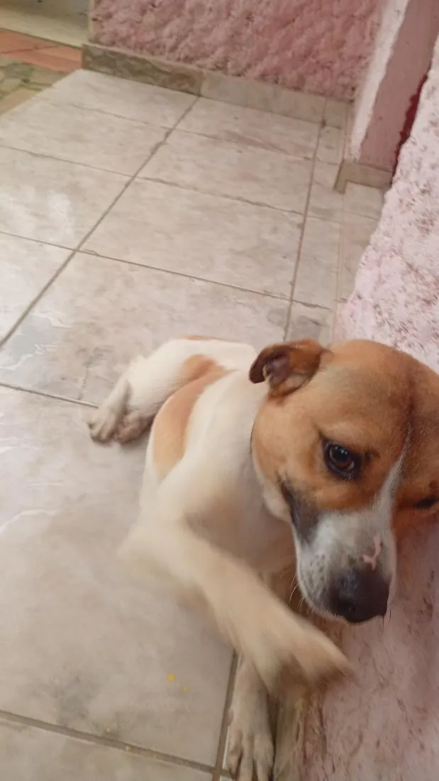 Cachorro raça SRD-ViraLata idade 7 a 11 meses nome pop