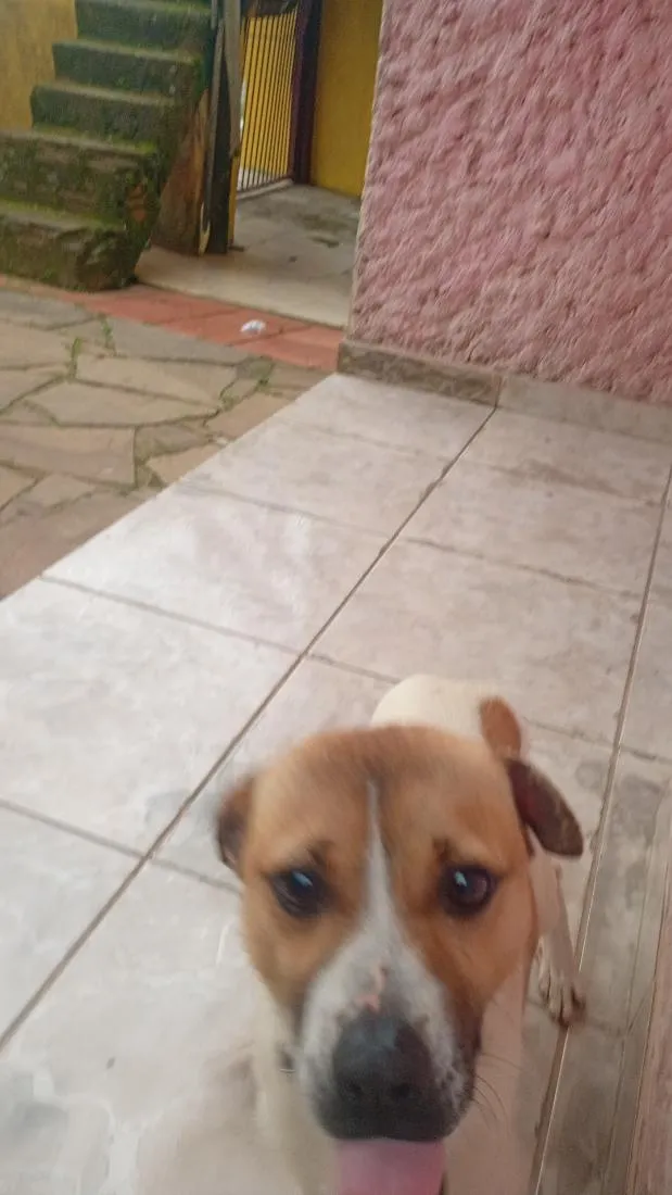 Cachorro raça SRD-ViraLata idade 7 a 11 meses nome pop