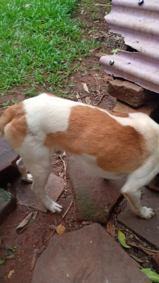 Cachorro raça SRD-ViraLata idade 7 a 11 meses nome pop