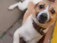 pop