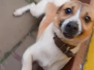 Cachorro raça SRD-ViraLata idade 7 a 11 meses nome pop