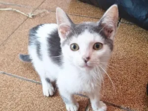 Gato raça SRD-ViraLata idade 2 a 6 meses nome Josh