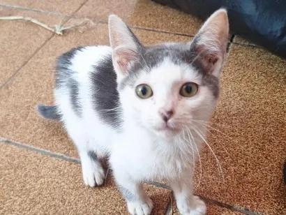 Gato raça SRD-ViraLata idade 2 a 6 meses nome Josh