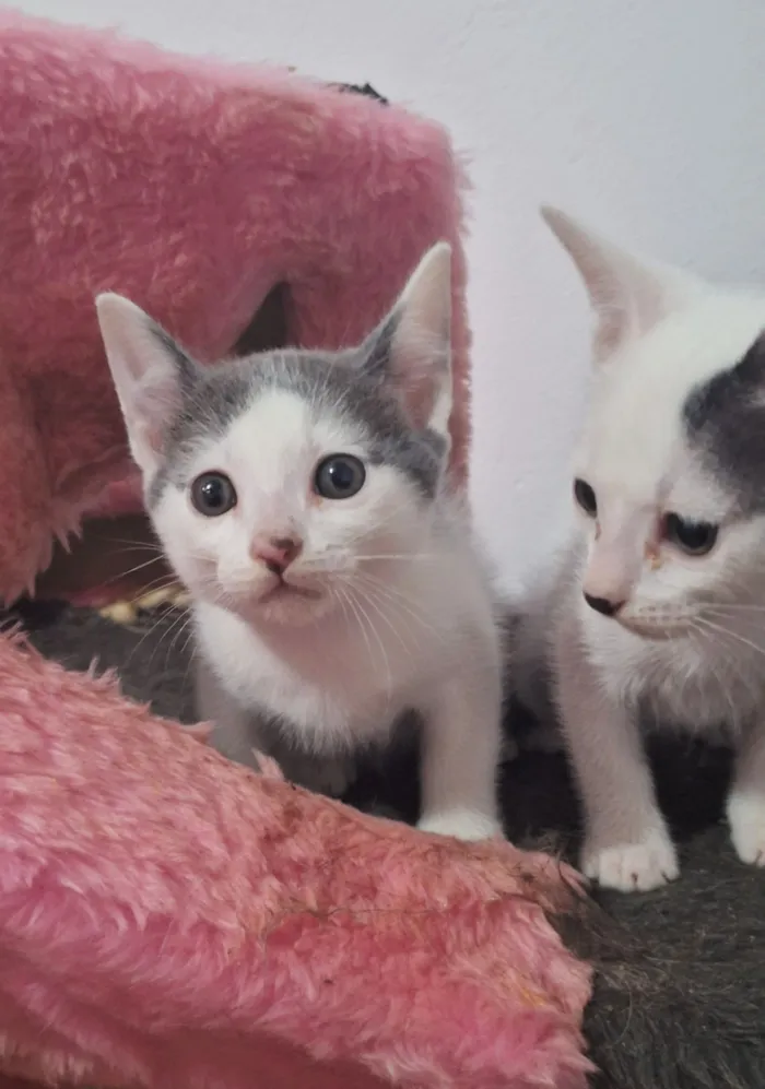 Gato raça SRD-ViraLata idade 2 a 6 meses nome Josh