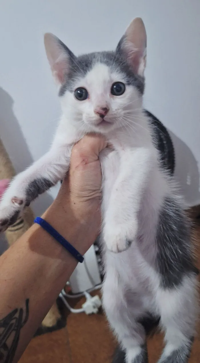 Gato raça SRD-ViraLata idade 2 a 6 meses nome Josh