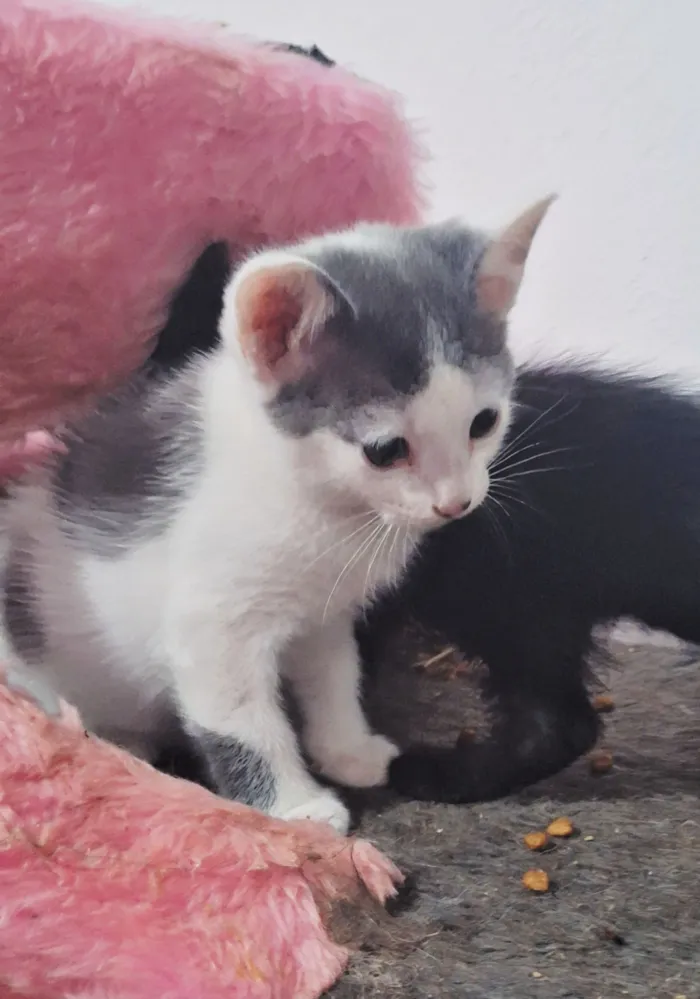 Gato raça SRD-ViraLata idade 2 a 6 meses nome Josh