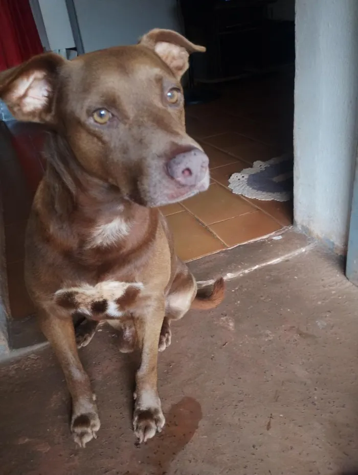 Cachorro raça SRD-ViraLata idade 5 anos nome Alfa