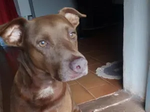 Cachorro raça SRD-ViraLata idade 5 anos nome Alfa