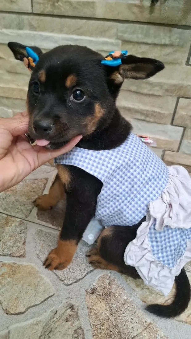 Cachorro raça SRD-ViraLata idade 2 a 6 meses nome Pipoca