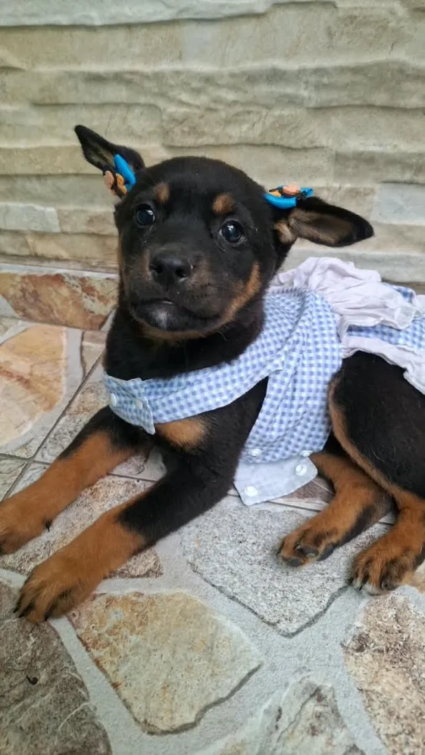 Cachorro raça SRD-ViraLata idade 2 a 6 meses nome Pipoca