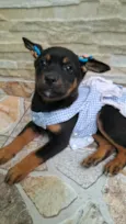 Pipoca