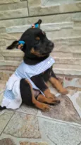 Pipoca