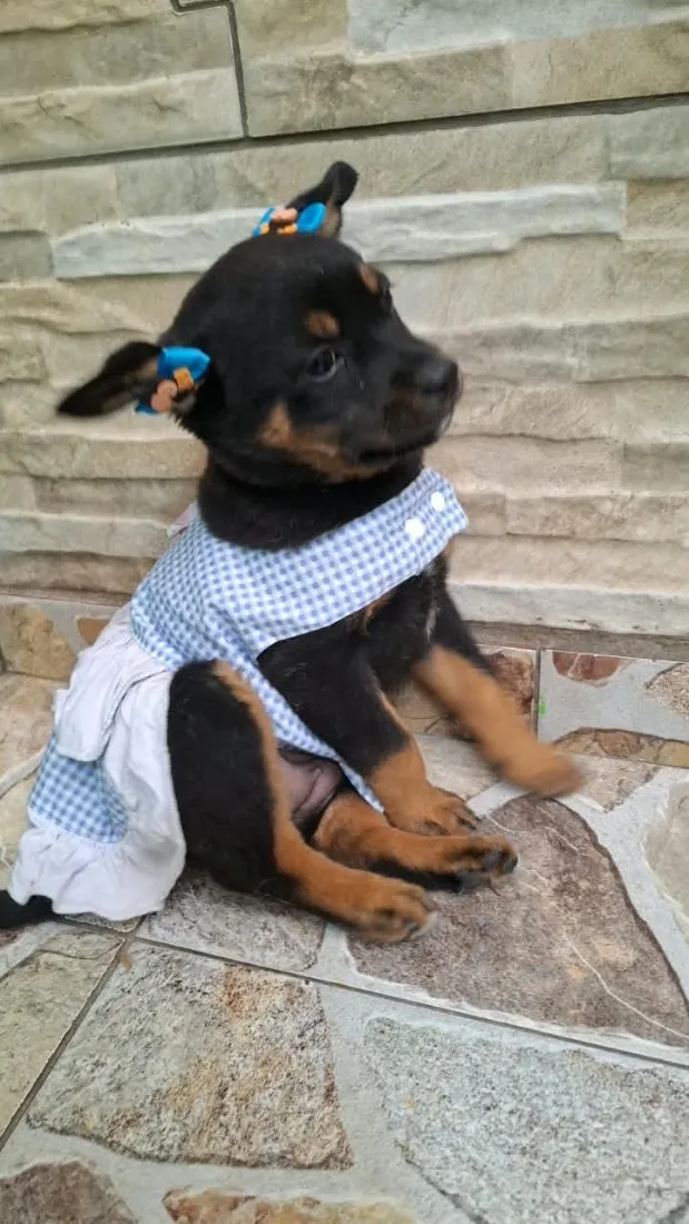 Cachorro raça SRD-ViraLata idade 2 a 6 meses nome Pipoca