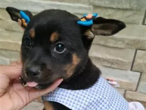 Cachorro raça SRD-ViraLata idade 2 a 6 meses nome Pipoca