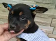 Pipoca