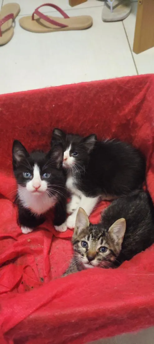 Gato raça SRD-ViraLata idade Abaixo de 2 meses nome você que escolhe 