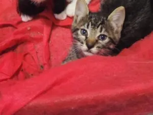 Gato raça SRD-ViraLata idade Abaixo de 2 meses nome você que escolhe 