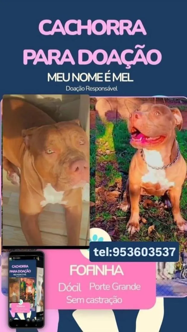 Cachorro raça Pit-Bull idade 6 ou mais anos nome Mel