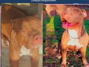 Cachorro raça Pit-Bull idade 6 ou mais anos nome Mel