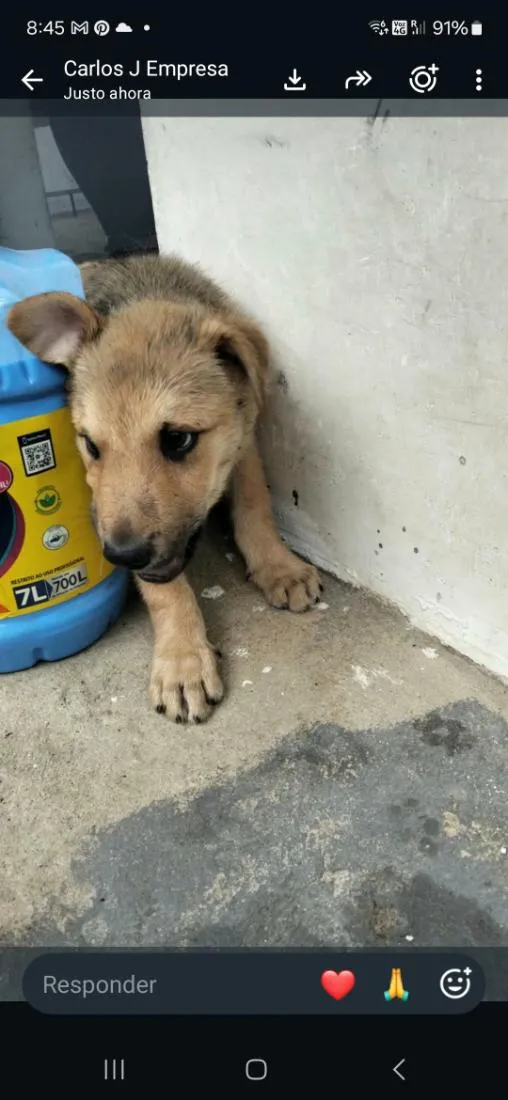 Cachorro raça SRD-ViraLata idade 2 a 6 meses nome ninho 